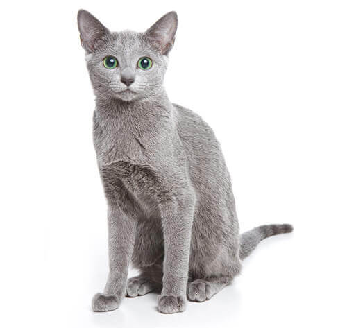 Russian Blue Cat Breed Information Purina